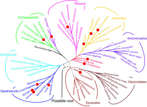 Consensus Phylogenetic Tree Of Eukaryotes. The Branches 