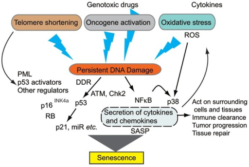 Figure 1. A General Overview Of Premature Cellular Sen | Open-i