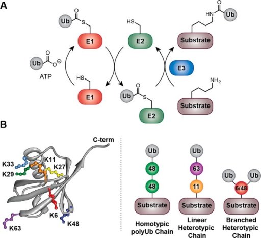 Protein Ubiquitylation.(A) Cascade Of E1, E2, And E3 En | Open-i