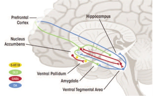 Alterations in serotonin 1B receptor (5HT1BR) function | Open-i