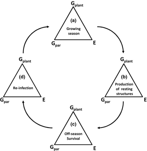 The majority of studies and the classic disease tri Openi