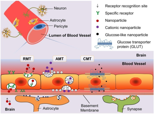 Schematic Diagram Of Three Blood–brain Barrier (BBB) | Open-i