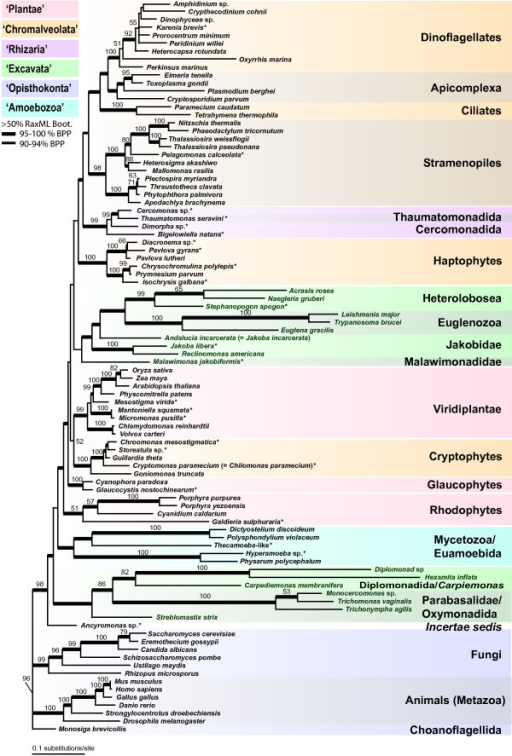 Eukaryote Phylogenetic Tree