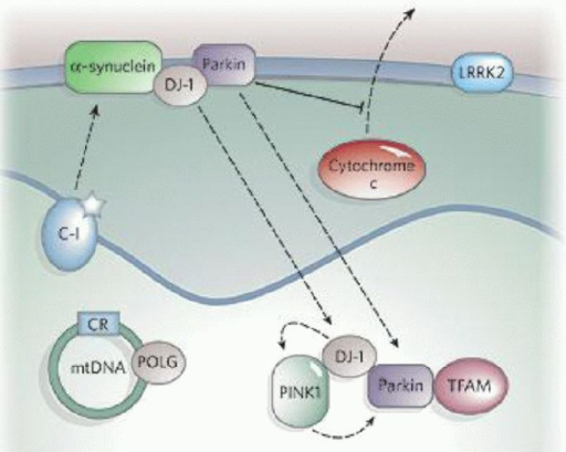 The Role Of Mitochondria In Parkinson's Disease[1]. Com | Open-i