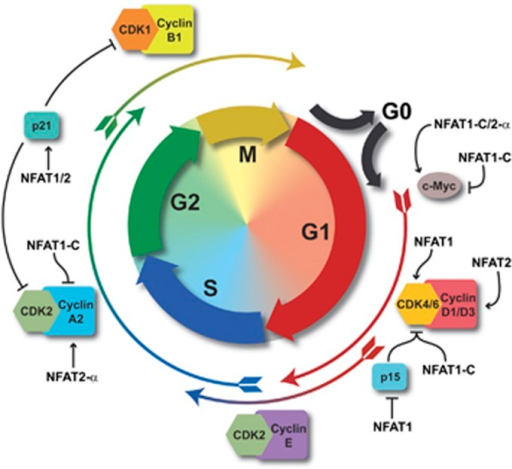 Cell Cycle Regulation By Nfat Proteins Schematic Representation Of The