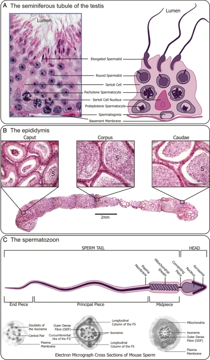 (A) The seminiferous tubule of the testis (a cross-sect | Open-i