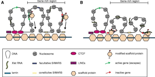 protein scaffold regeneration protein scaffold regeneration