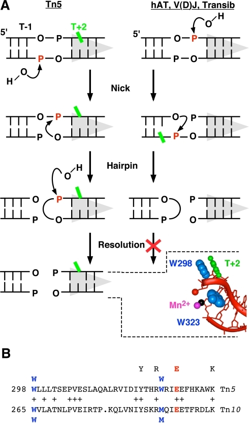 The hairpin and base flipping stages of transposition i | Open-i