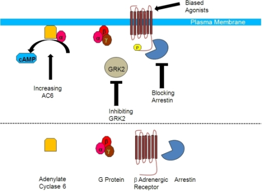 g protein coupled receptors