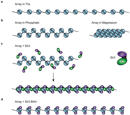 model for a sir3 chromatin fiber(a) diagram of a 12 mer open i model for a sir3 chromatin fiber(a) diagram of a 12 mer array