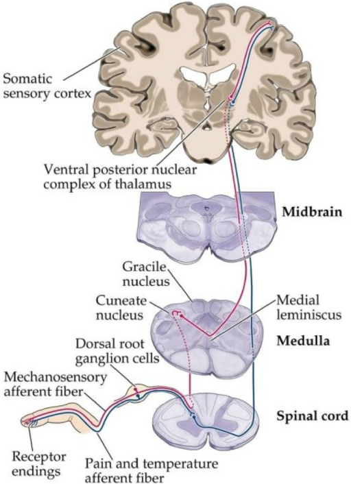 The spinothalamic pathway. Adapted from Somatic Sensory | Open-i