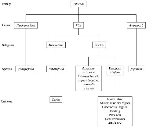 Partial classification of Vitaceae [according to Gallet | Open-i