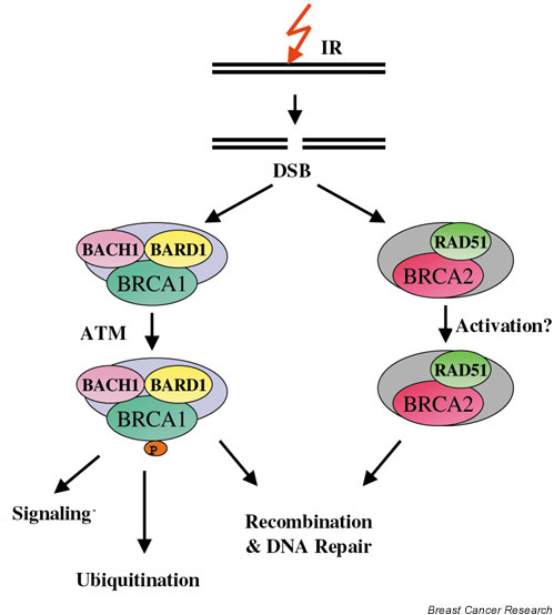 Distinct Complexes Formed By BRCA1 And BRCA2 Are Involv | Open-i