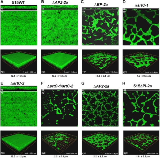 Confocal Laser Scanning Microscopy Of Biofilm Formation Open I