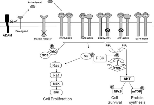 Mode of action of ADAMs in the activation of EGFR/HER r | Open-i