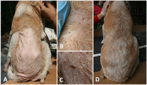 Dog flea allergy dermatitis pictures shop