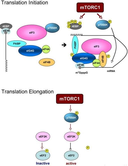 P76 プリメリア　他おまとめ（専用） Scheme of translation processes that are regulated by m | Open-i