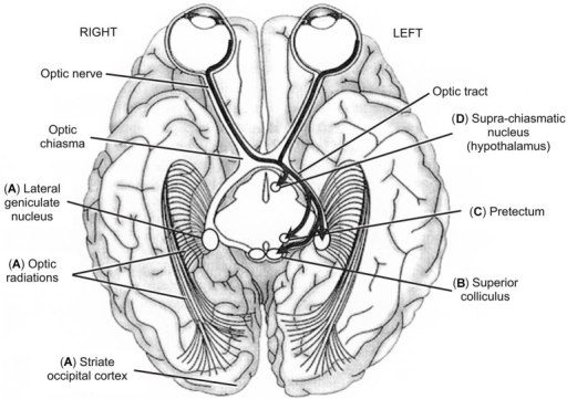 Inferior View Of The Brain Showing The Five Main Visual Open I