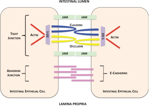 Intestinal Epithelial Cell Junctions Contents Within T Open I