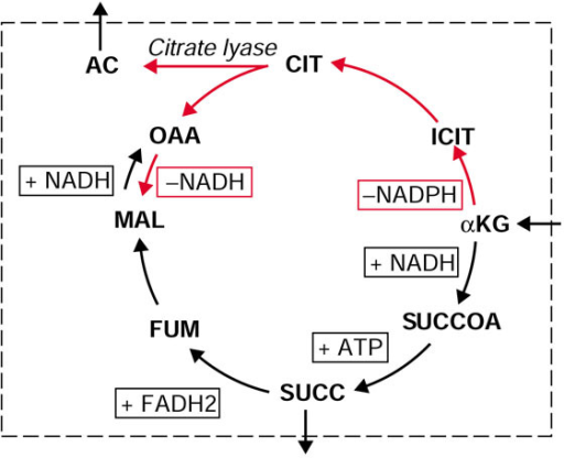 Flux Map Of Tca Cycle And Citrate Lyase. During Oxygen- 