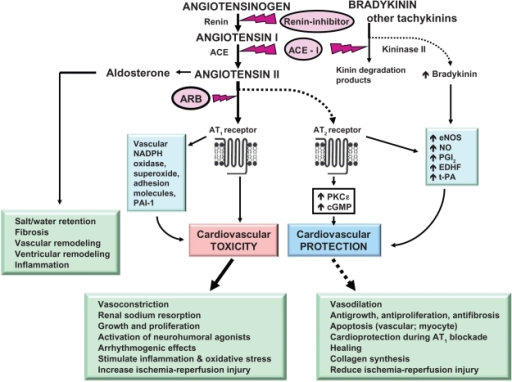 Pathways Of Cardiovascular Protection Induced By Ace In Open I