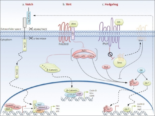 Notch, Wnt, and Hedgehog signaling pathways regulate no | Open-i