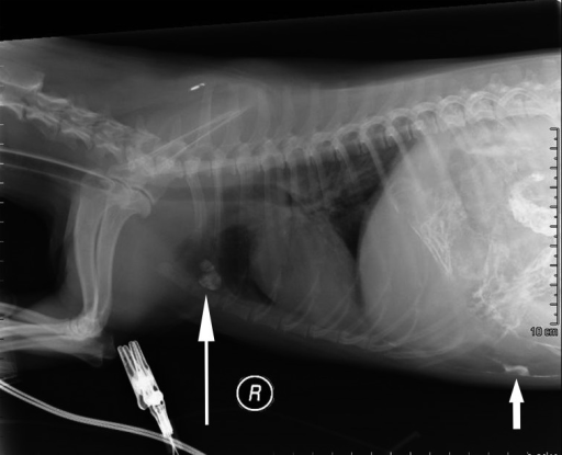 Canine Radiographic Anatomy | My XXX Hot Girl