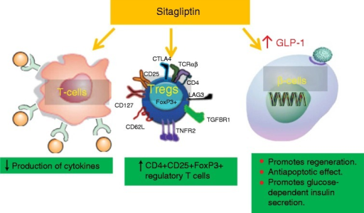 Pleiotropic effects of sitagliptin. In animal models, D