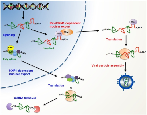 Post-transcriptional control on human immunodeficiency | Open-i