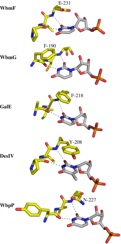 Pi-stacking Interactions In Binding Of Uracil Or Thymin | Open-i