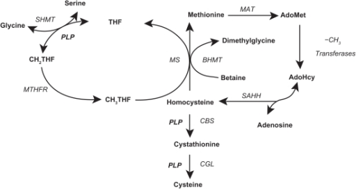 Folate cycle, methionine cycle, and transsulfuration pa | Open-i