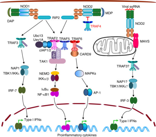 TRAFs in signaling by NOD1 and NOD2. Upon DAP engagemen | Open-i