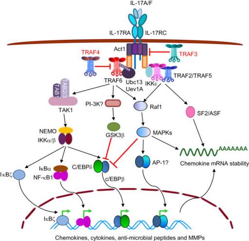 TRAFs in signaling by IL-17R. Upon ligand binding, hete | Open-i