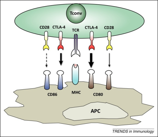 The Cd28 And Ctla 4 Receptors Are Connected By Shared L Open I 0222