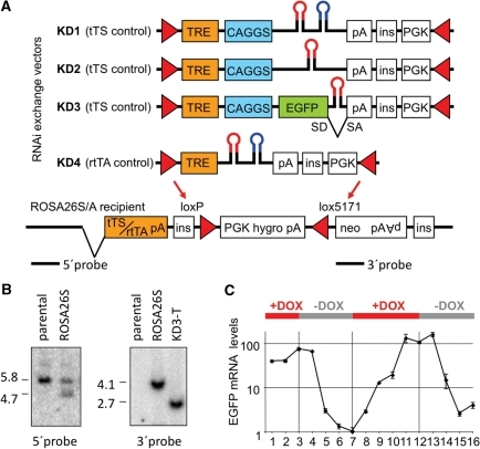 Vector system for inducible RNAi in mouse embryos. (A) | Open-i