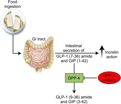 The incretins are released from intestinal cells after | Open-i