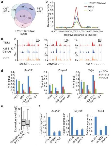 TET2 regulates H2B S112 GlcNAc and gene transcriptiona, | Open-i