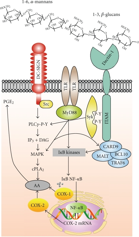 Diagram of AA metabolism in DC stimulated with zymosan | Open-i