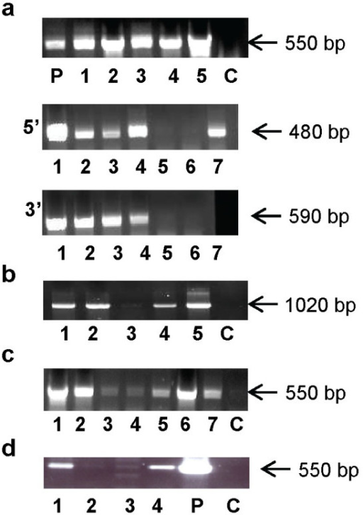 Pcr Analyses Of Transformants Of B Cinerea And S Scl Open I