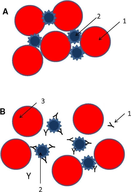 Hemagglutination Inhibition Assay.(A) Schematic Represe | Open-i