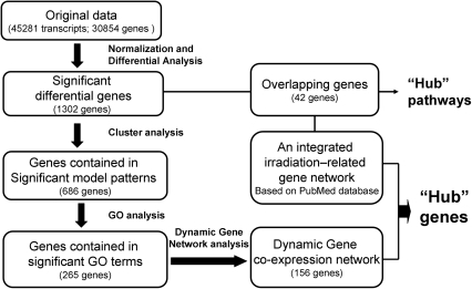 Flow chart of bioinformatics analyses for selecting hub | Open-i