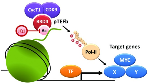 Figure 1. BRD4 Recruits PTEFb To Promote Transcription | Open-i