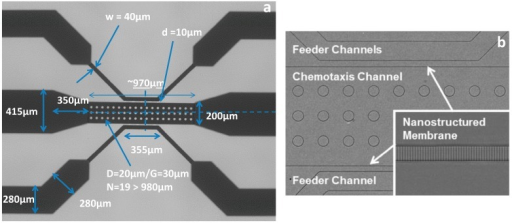 Microfluidic Device Dimensions. (a) SEM Image Of The Mi | Open-i