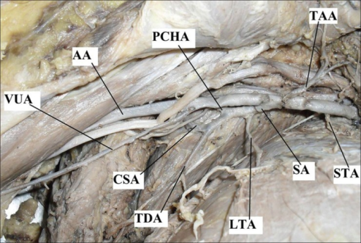 lateral thoracic artery