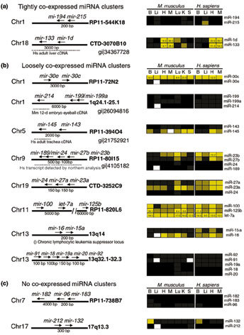 Genomic organization and correlated expression of clust Open i