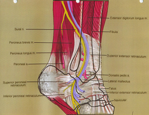 extensor digitorum longus muscle; fibula; superior exte ...