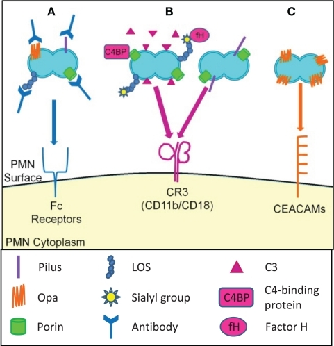 Opsonic and non-opsonic phagocytosis of Gc by PMNs. (A) | Open-i