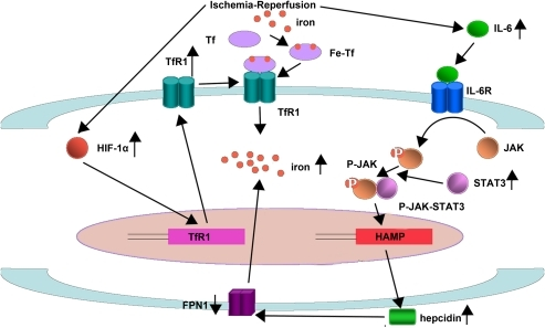 Proposed Pathways For The Regulation Of The Iron Level | Open-i