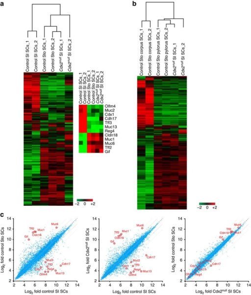 log2 512 SCs.(a) Transcriptome of analysis Heatmap compar Cdx2SI