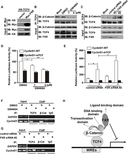 FXR Attenuates β-Catenin/TCF4 Complex Mediated Cyclin | Open-i